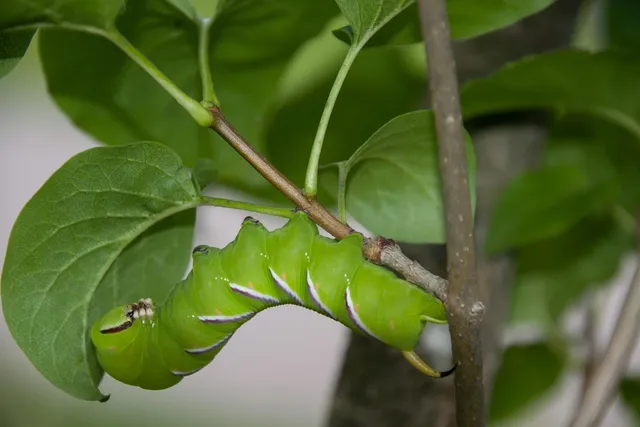 Manduca